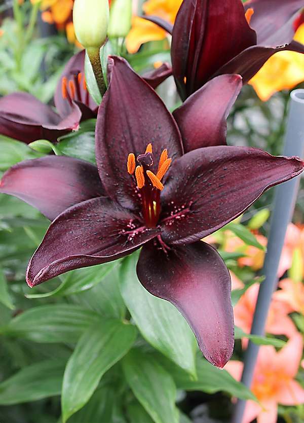 You Garden Lily Landini - (10 Bulbs) | bonprix