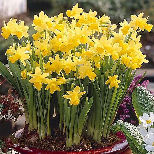 You Garden Narcissus Tete A Tete Set of 100 Bulbs